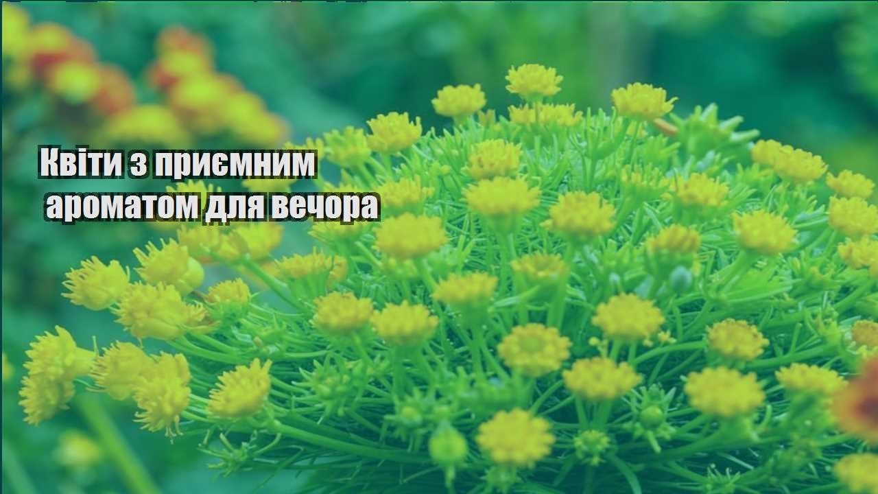 Детальніше про статтю Квіти з приємним ароматом для вечора