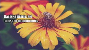 Детальніше про статтю Насіння квітів, які швидко проростають