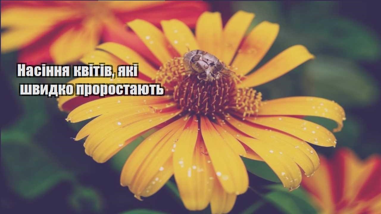 Детальніше про статтю Насіння квітів, які швидко проростають