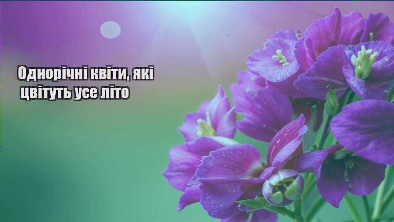 Детальніше про статтю Однорічні квіти, які цвітуть усе літо