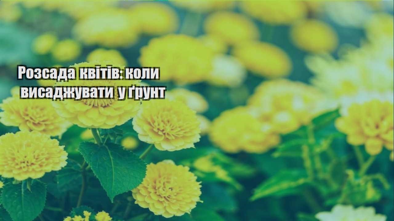 Детальніше про статтю Розсада квітів: коли висаджувати у ґрунт