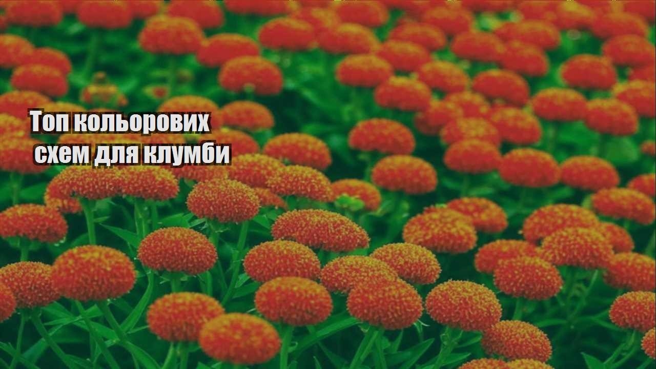 Детальніше про статтю Топ кольорових схем для клумби