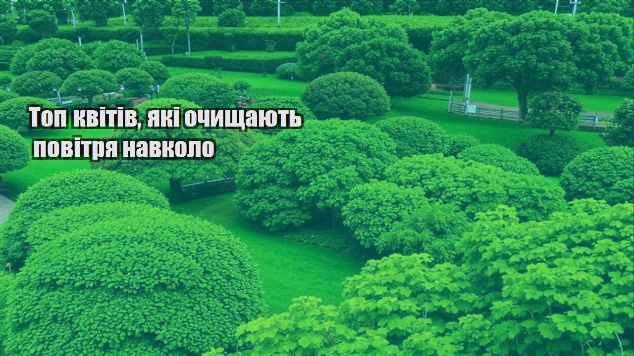 Детальніше про статтю Топ квітів, які очищають повітря навколо
