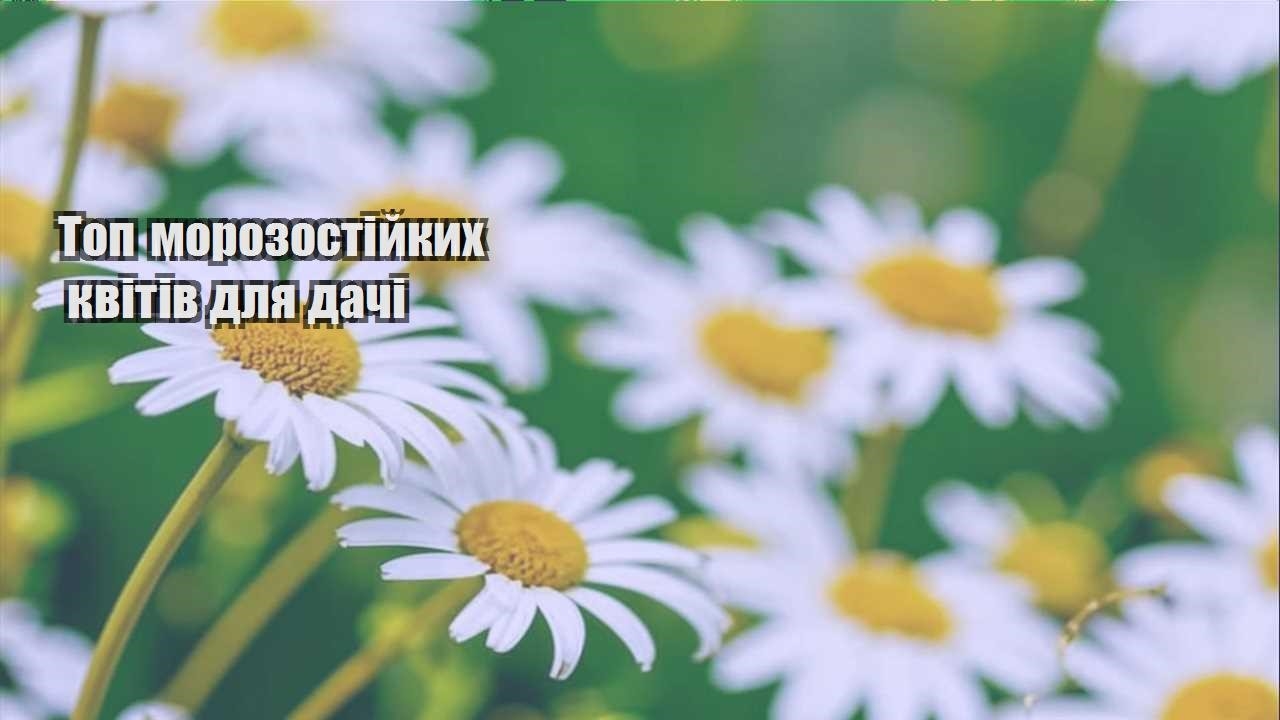 Детальніше про статтю Топ морозостійких квітів для дачі