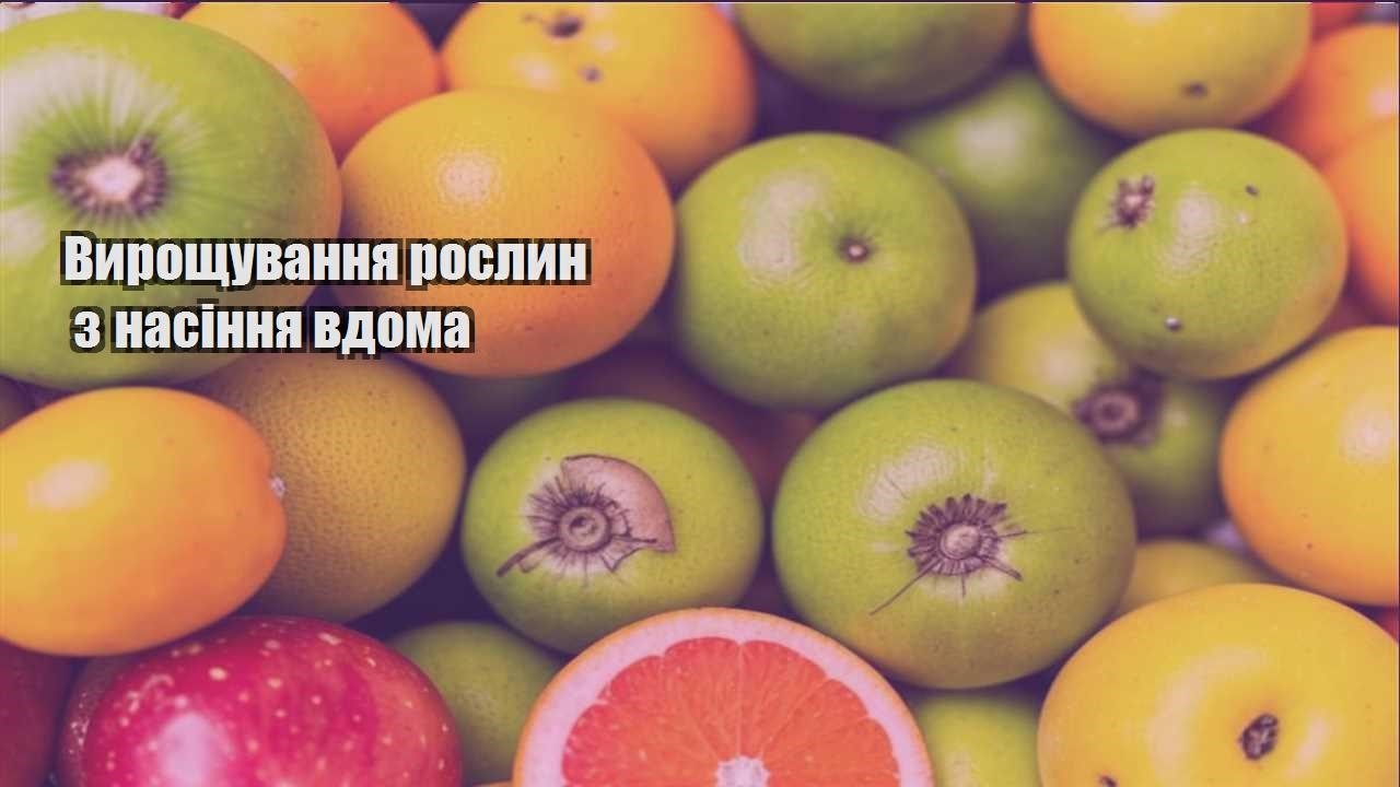 Ви зараз переглядаєте Вирощування рослин з насіння вдома