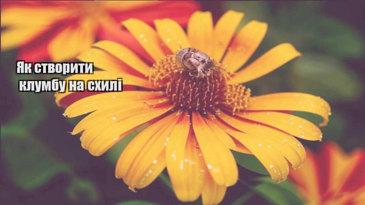 Детальніше про статтю Як створити клумбу на схилі