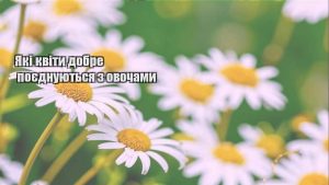 Детальніше про статтю Які квіти добре поєднуються з овочами