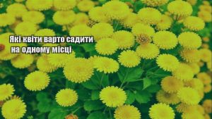 Детальніше про статтю Які квіти варто садити на одному місці