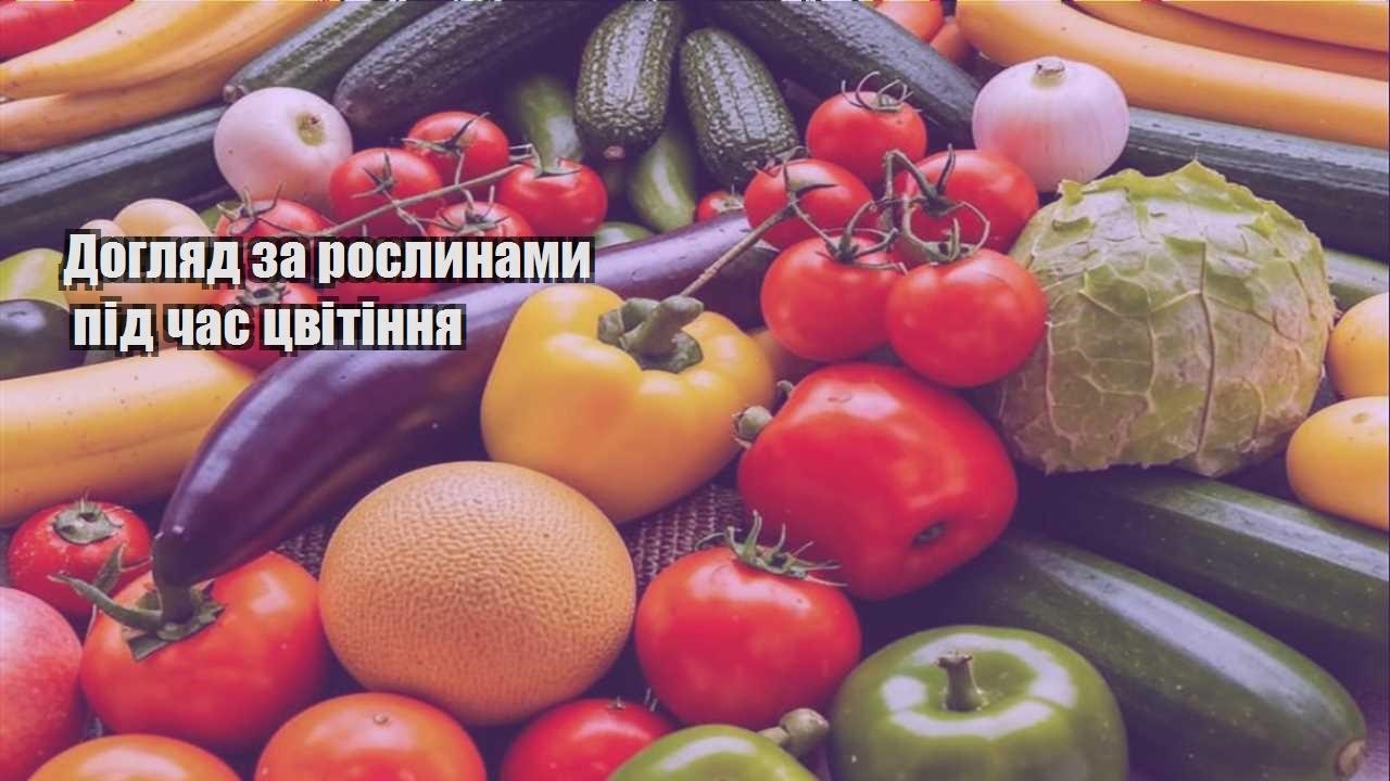Ви зараз переглядаєте Догляд за рослинами під час цвітіння