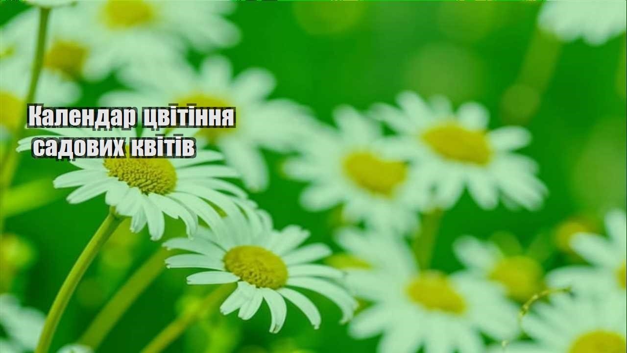 Ви зараз переглядаєте Календар цвітіння садових квітів