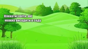Детальніше про статтю Кімнатні квіти, які можна висадити в саду
