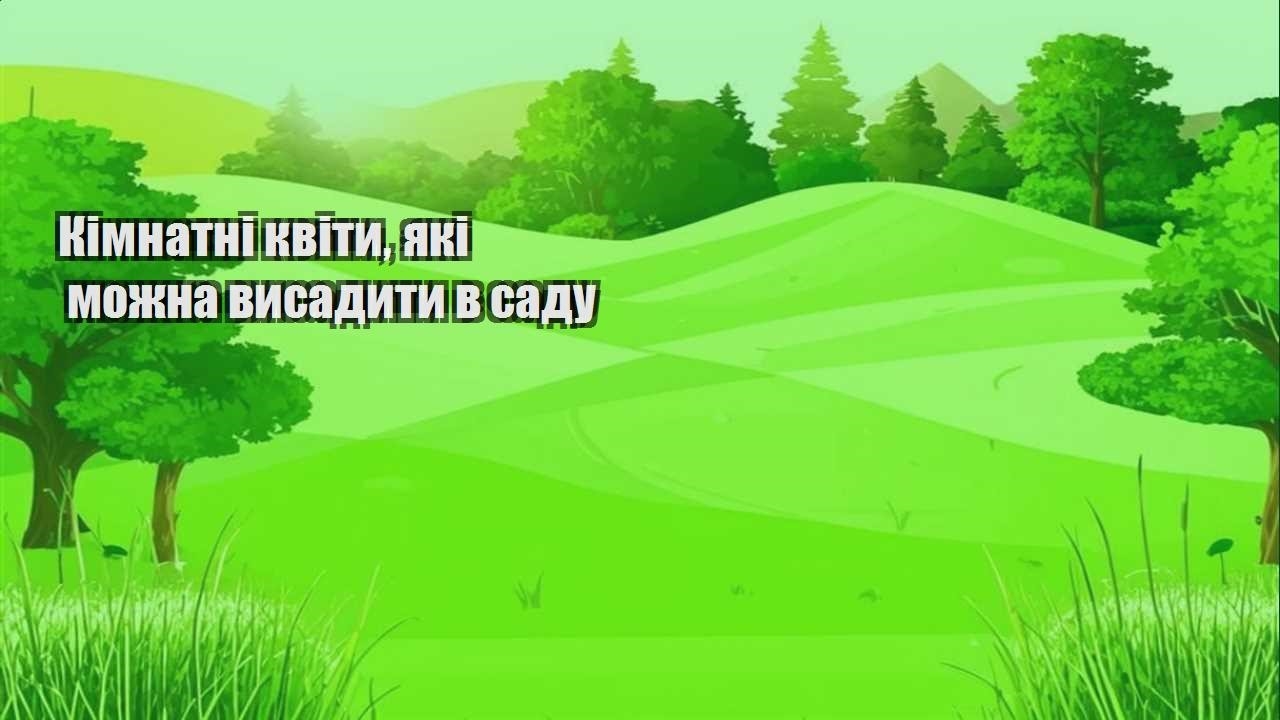 Детальніше про статтю Кімнатні квіти, які можна висадити в саду