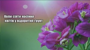 Детальніше про статтю Коли сіяти насіння квітів у відкритий ґрунт