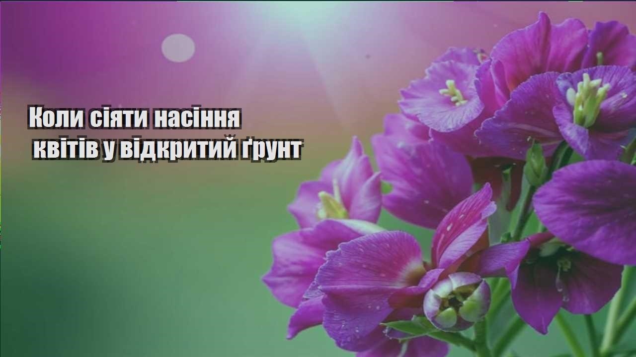 Ви зараз переглядаєте Коли сіяти насіння квітів у відкритий ґрунт