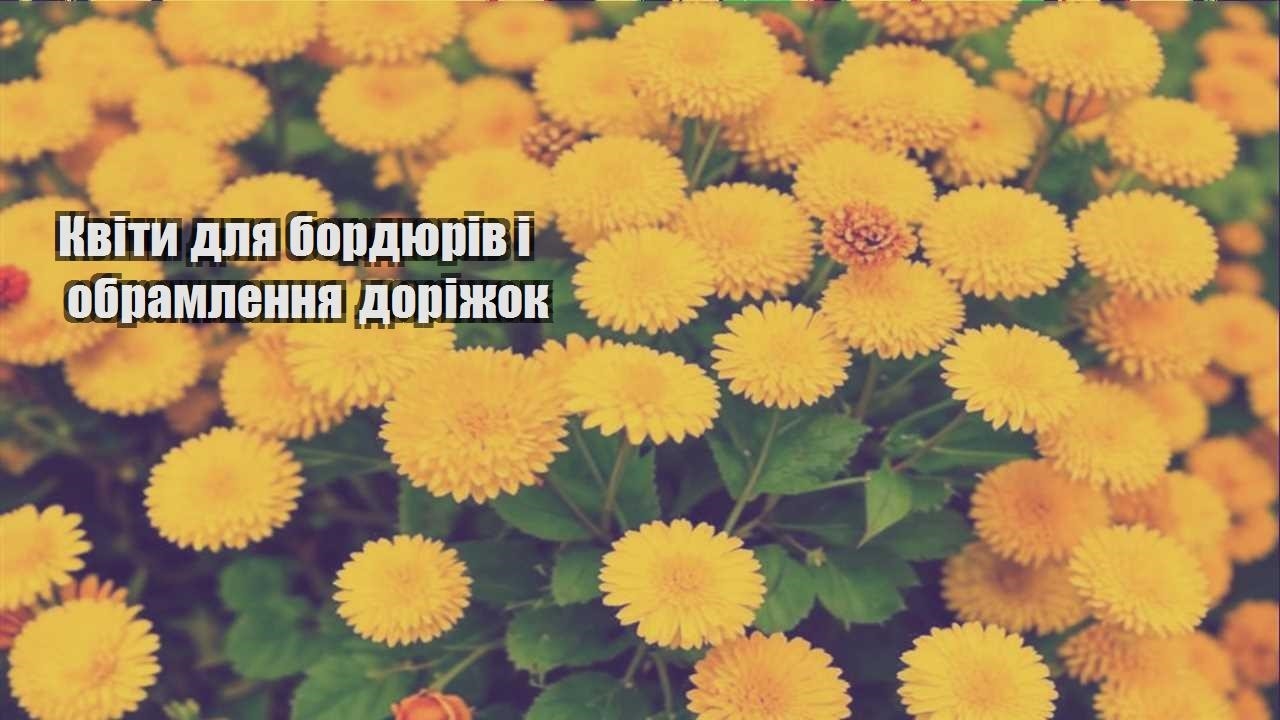 Детальніше про статтю Квіти для бордюрів і обрамлення доріжок