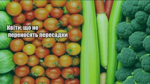 Детальніше про статтю Квіти, що не переносять пересадки