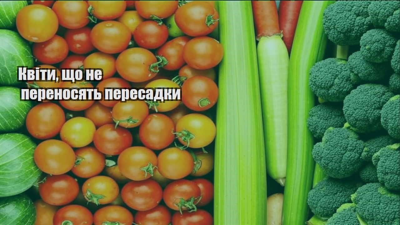 Детальніше про статтю Квіти, що не переносять пересадки