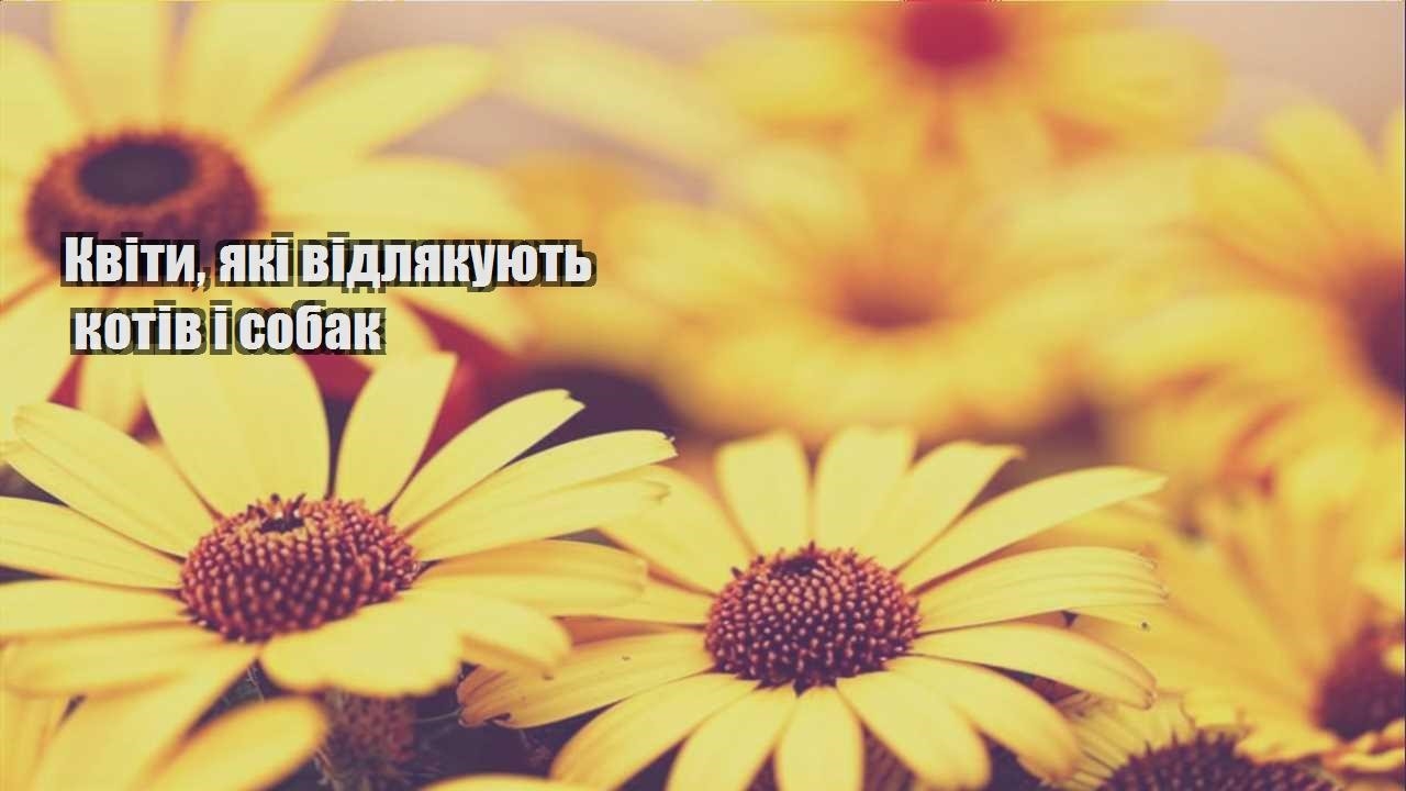Детальніше про статтю Квіти, які відлякують котів і собак