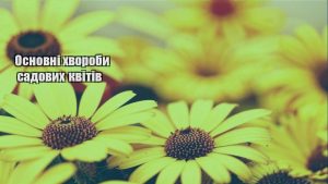 Детальніше про статтю Основні хвороби садових квітів