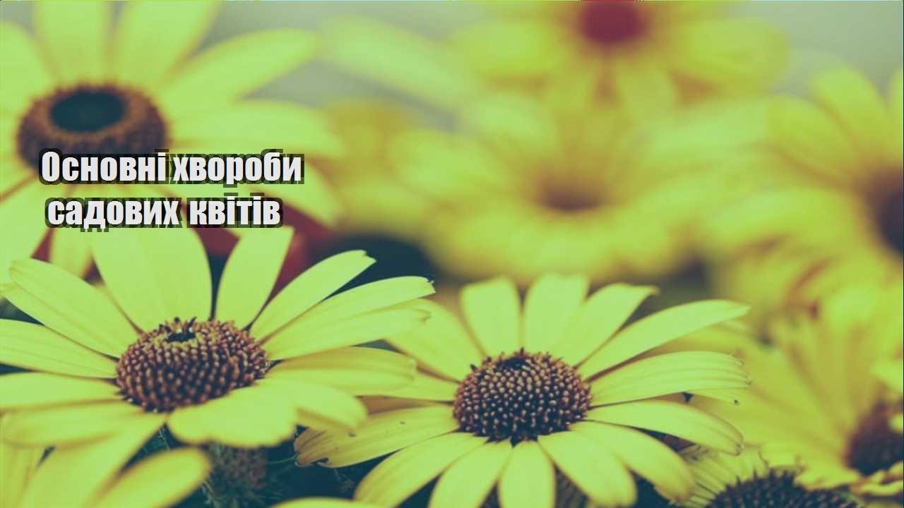 Ви зараз переглядаєте Основні хвороби садових квітів