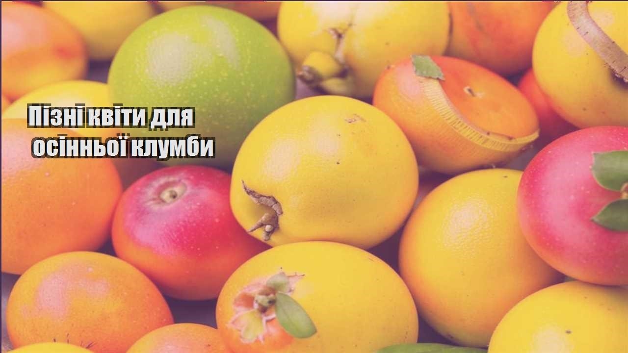 Ви зараз переглядаєте Пізні квіти для осінньої клумби