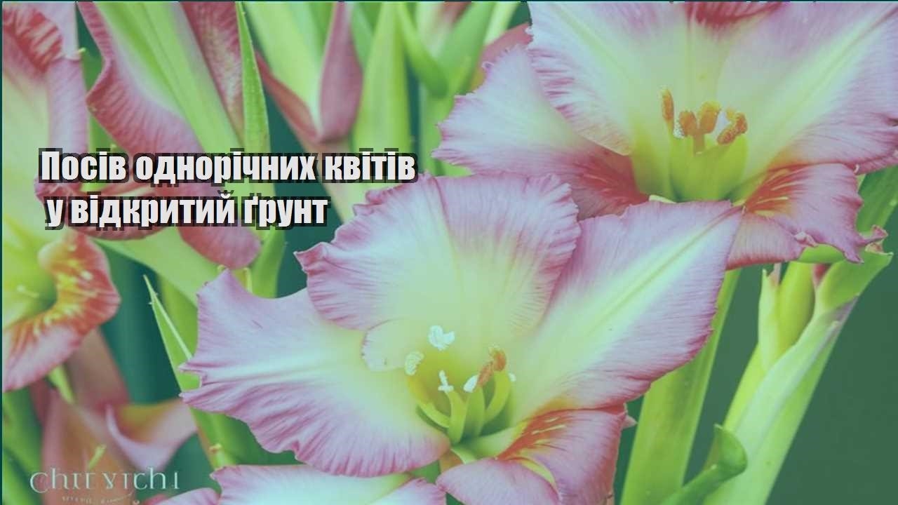 Ви зараз переглядаєте Посів однорічних квітів у відкритий ґрунт
