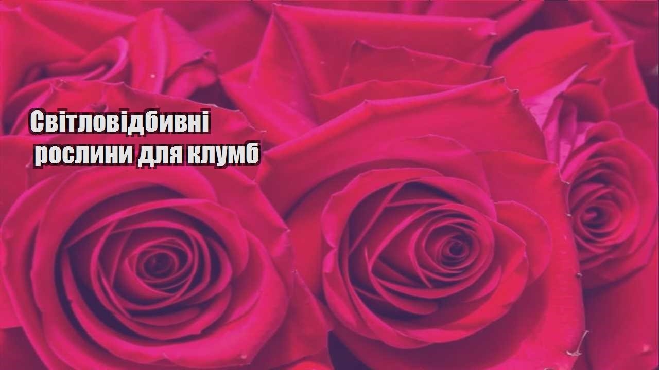 Детальніше про статтю Світловідбивні рослини для клумб