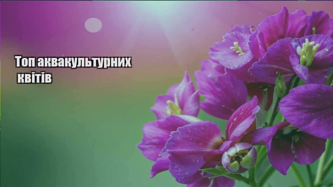 Детальніше про статтю Топ аквакультурних квітів