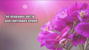 Детальніше про статтю Топ яскравих квітів для святкових клумб