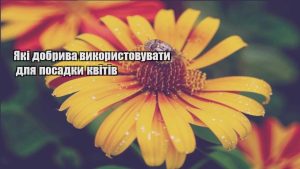 Детальніше про статтю Які добрива використовувати для посадки квітів