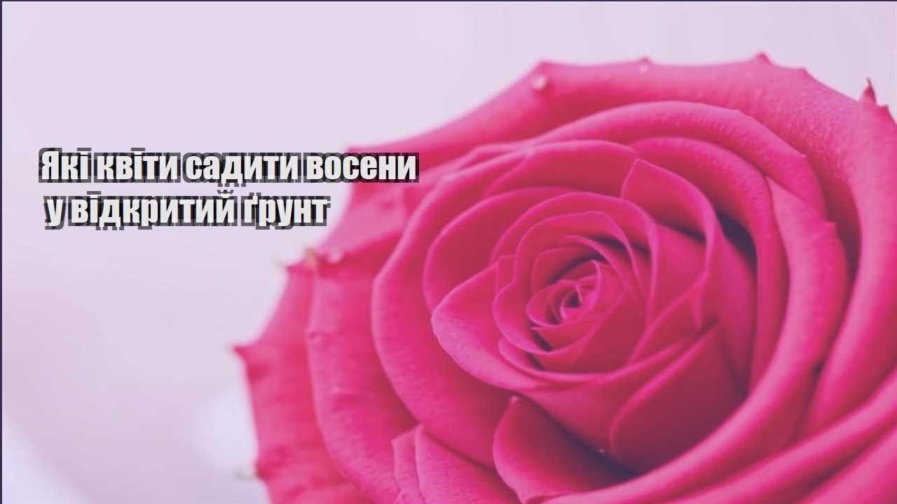Детальніше про статтю Які квіти садити восени у відкритий ґрунт