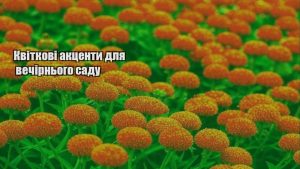 Детальніше про статтю Квіткові акценти для вечірнього саду