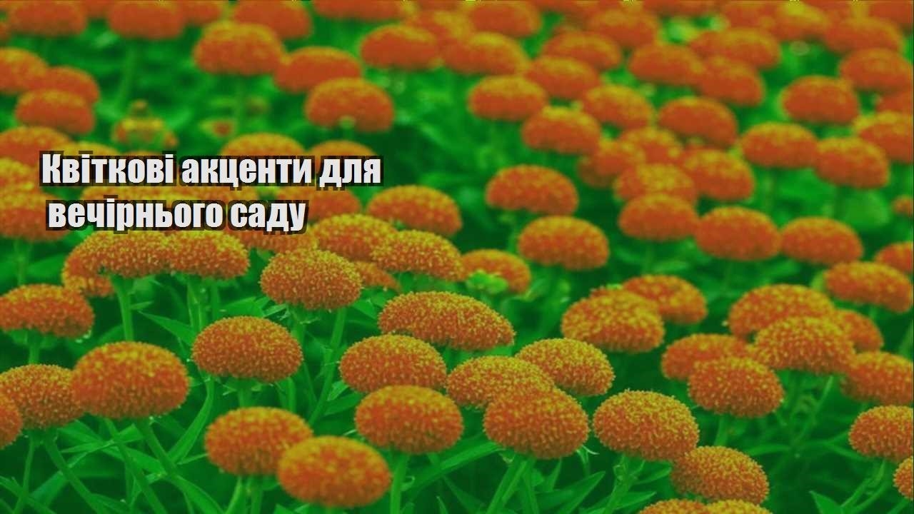 Ви зараз переглядаєте Квіткові акценти для вечірнього саду