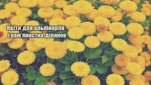 Детальніше про статтю Квіти для альпінаріїв і кам’янистих ділянок