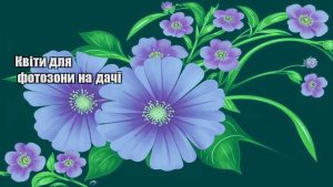 Детальніше про статтю Квіти для фотозони на дачі
