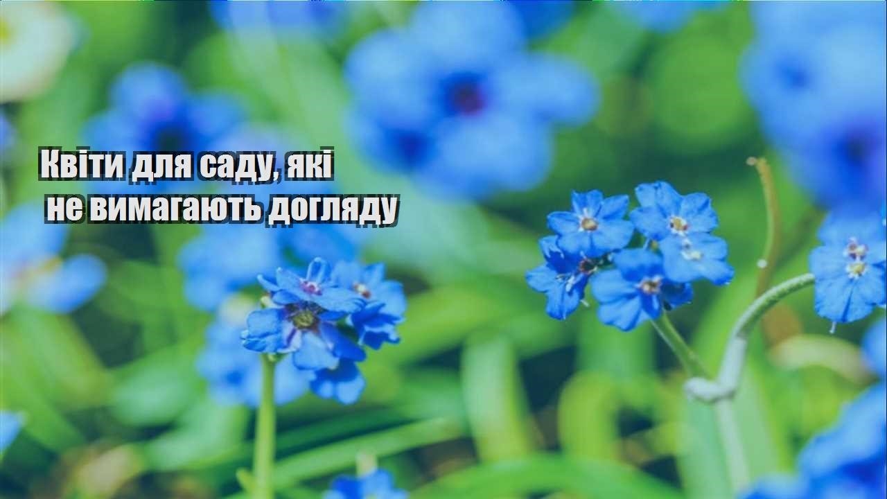 Детальніше про статтю Квіти для саду, які не вимагають догляду