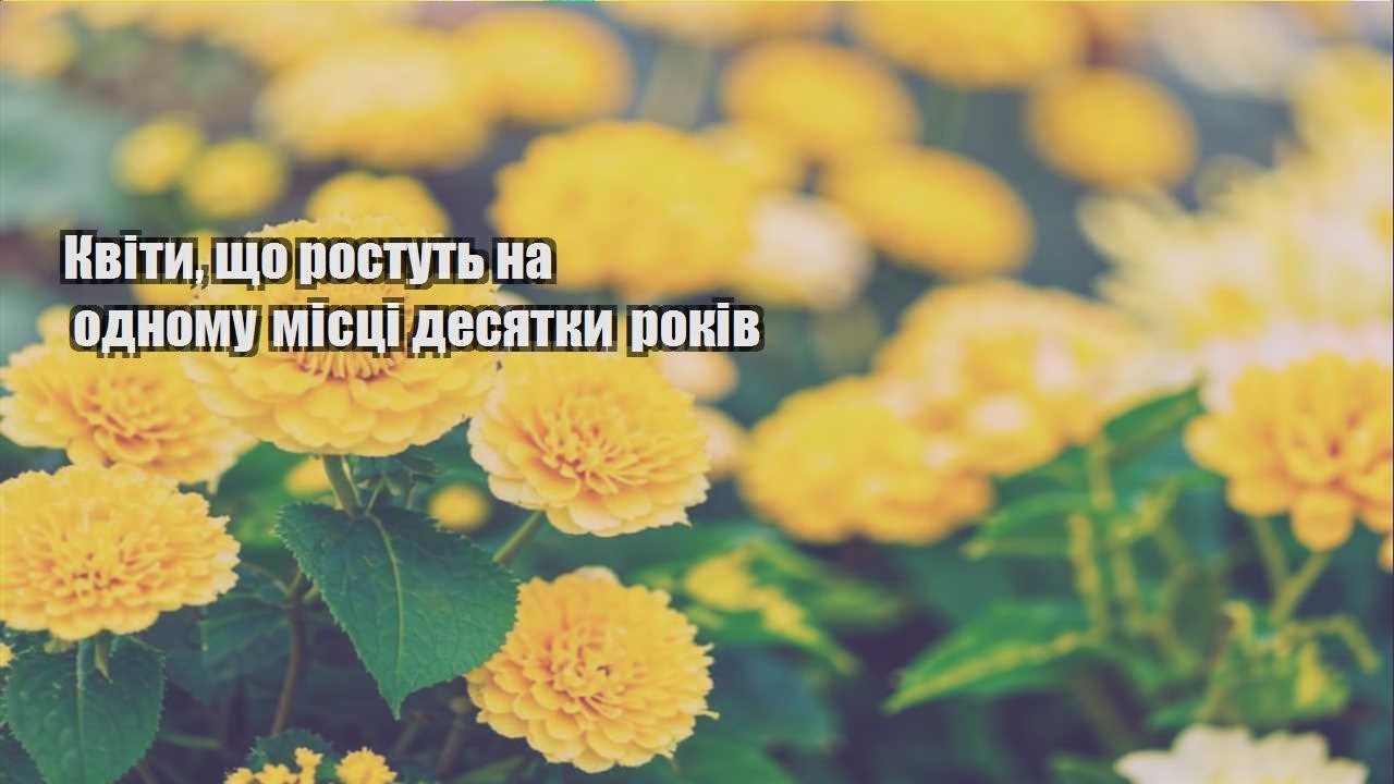 Ви зараз переглядаєте Квіти, що ростуть на одному місці десятки років