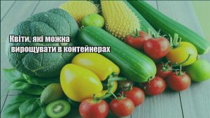Детальніше про статтю Квіти, які можна вирощувати в контейнерах
