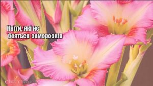 Детальніше про статтю Квіти, які не бояться заморозків