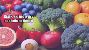 Детальніше про статтю Квіти, які ростуть у воді або на болоті