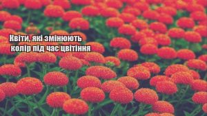 Детальніше про статтю Квіти, які змінюють колір під час цвітіння