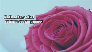 Детальніше про статтю Мобільні клумби з квітами своїми руками