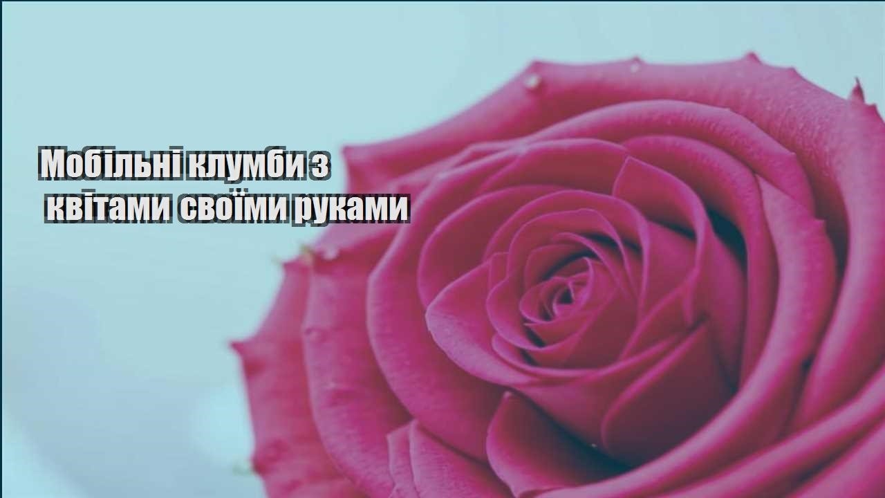Детальніше про статтю Мобільні клумби з квітами своїми руками