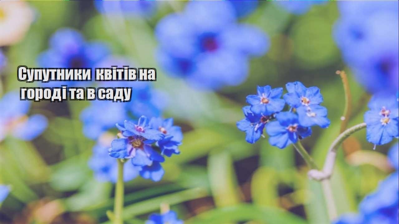 Ви зараз переглядаєте Супутники квітів на городі та в саду