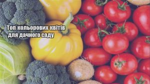 Детальніше про статтю Топ кольорових квітів для дачного саду