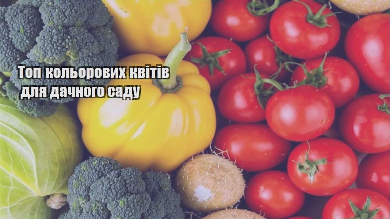 Ви зараз переглядаєте Топ кольорових квітів для дачного саду