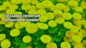 Детальніше про статтю Топ садових рослин для декоративної ділянки