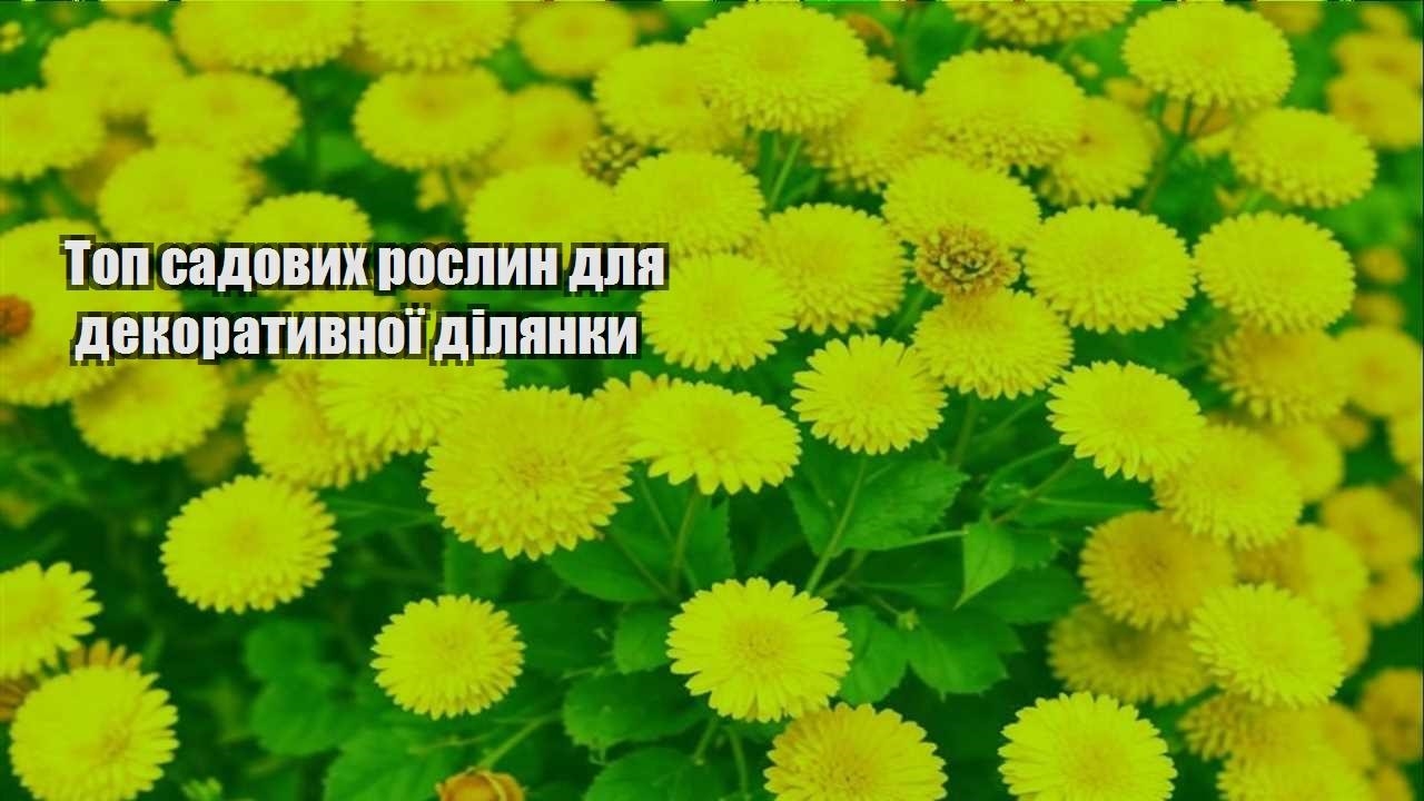 Ви зараз переглядаєте Топ садових рослин для декоративної ділянки
