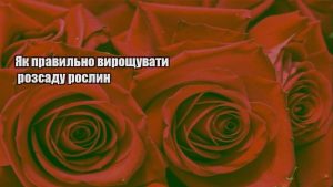 Детальніше про статтю Як правильно вирощувати розсаду рослин