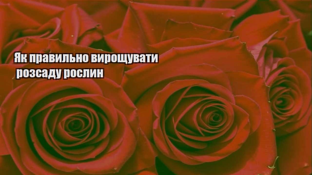 Ви зараз переглядаєте Як правильно вирощувати розсаду рослин